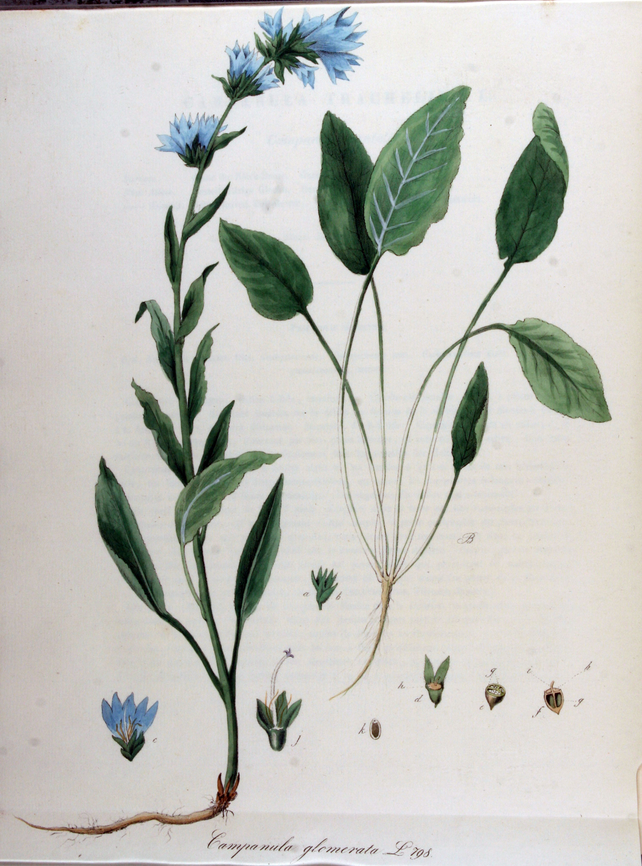 گل استکانی خوشه ای